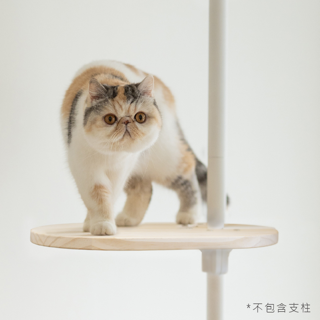 實木跳板 | 量身打造貓咪動線 圖 2