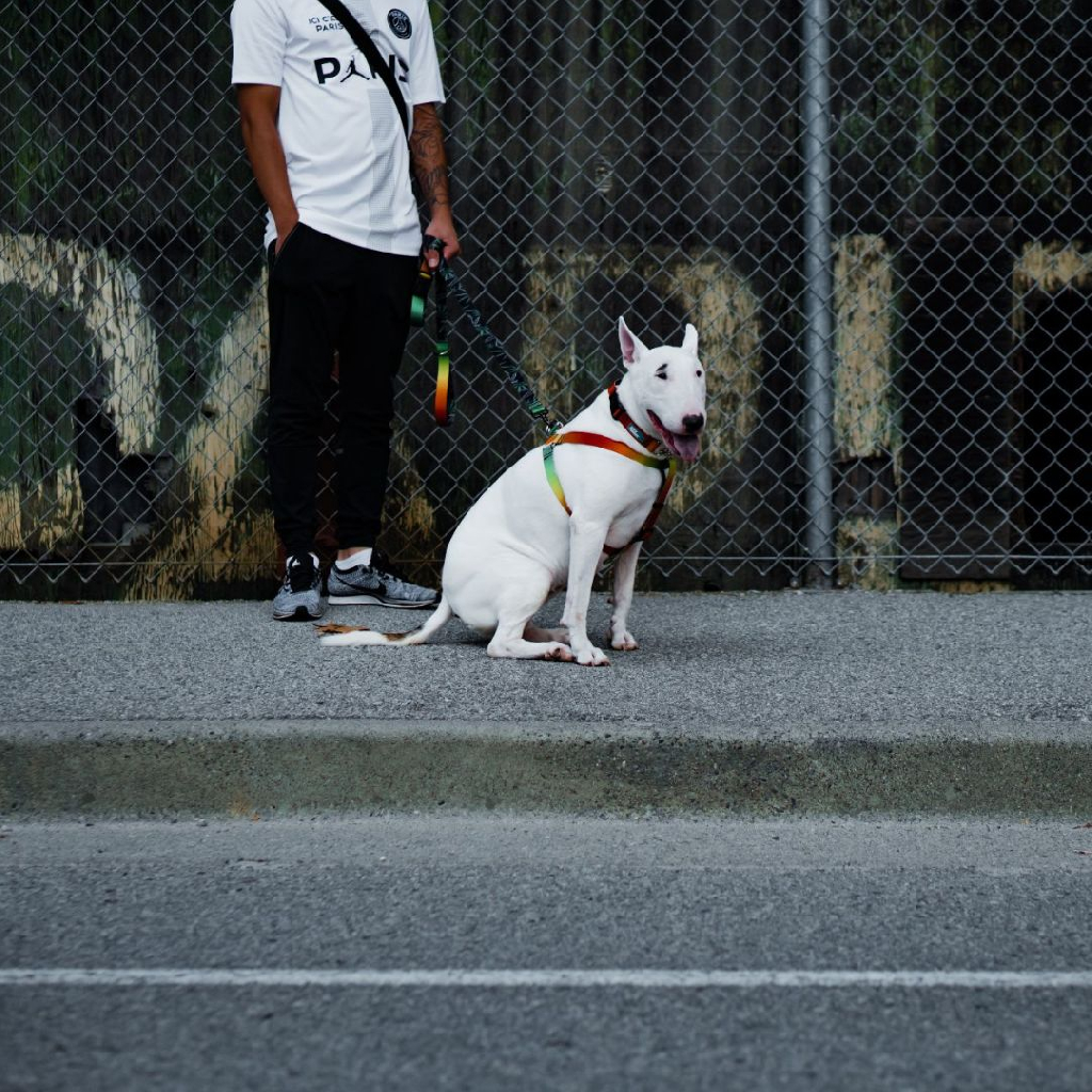 加拿大 Woof Concept Baked Too 系列|牽繩 圖 5