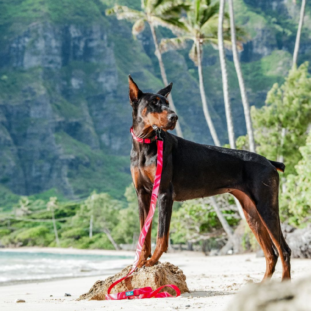加拿大 Woof Concept Cosmopolitan 系列|防水牽繩 圖 4