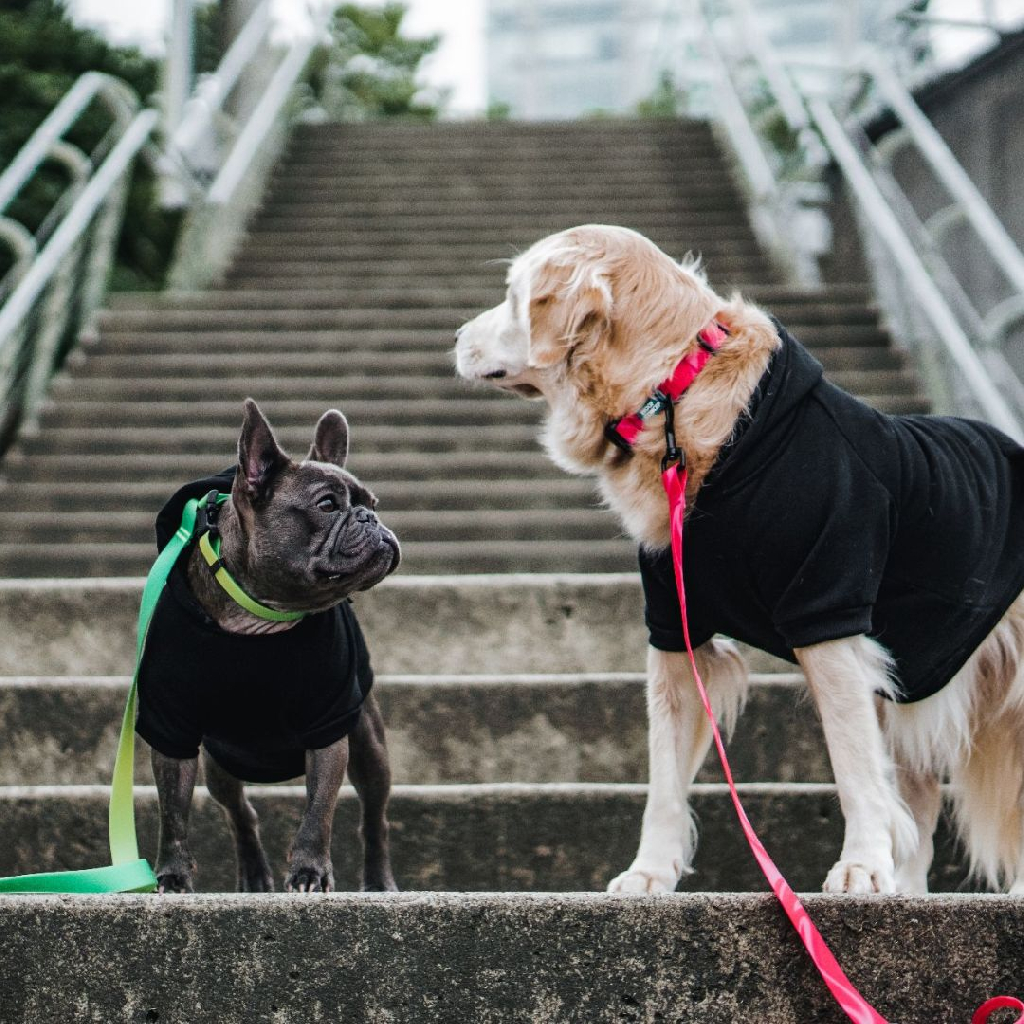 加拿大 Woof Concept Cosmopolitan 系列|防水牽繩 圖 5
