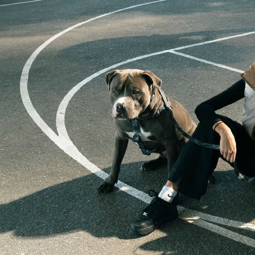 加拿大 Woof Concept Dark N Stormy 2 系列|防水牽繩 圖 5