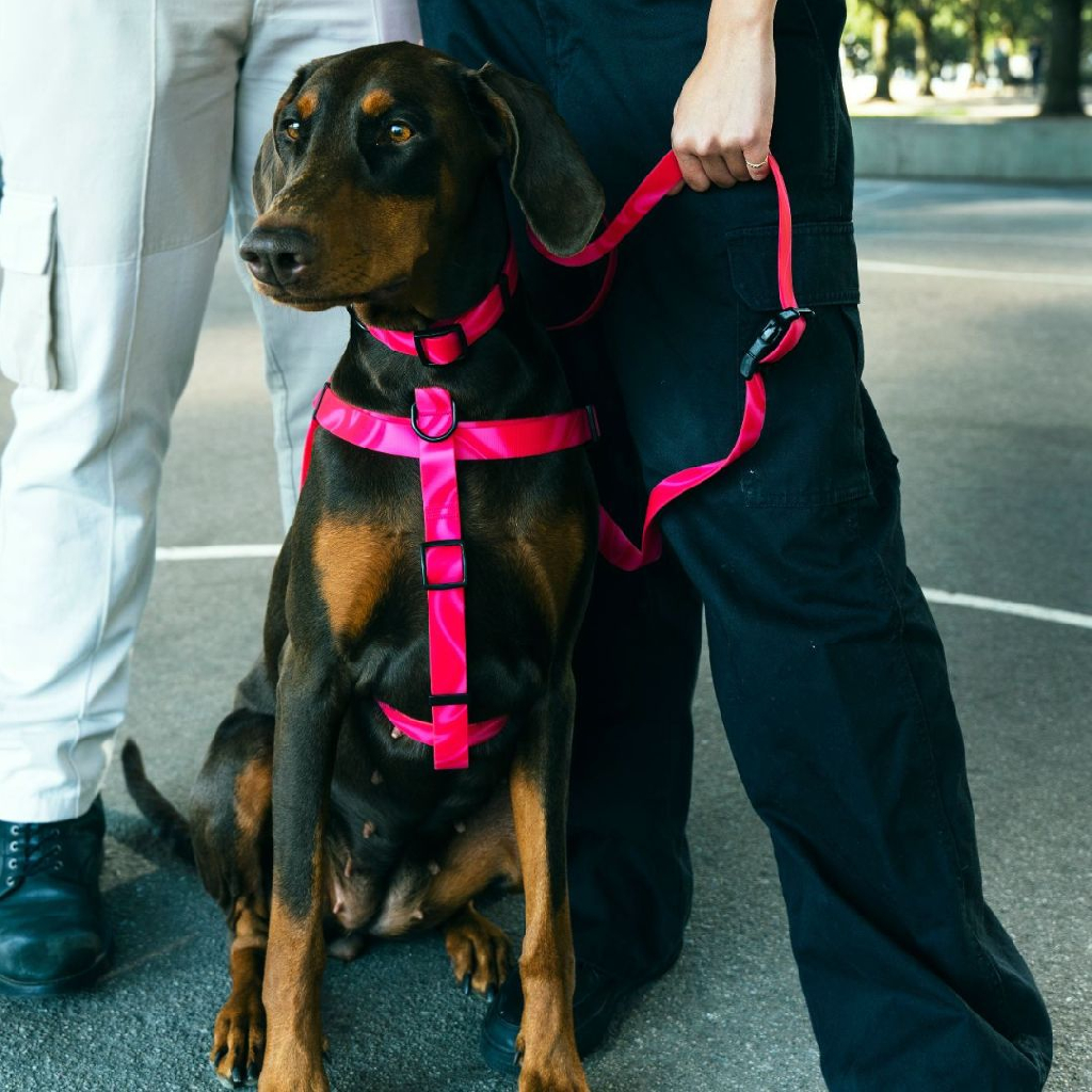 加拿大 Woof Concept Cosmopolitan 系列|防水胸背帶 圖 4
