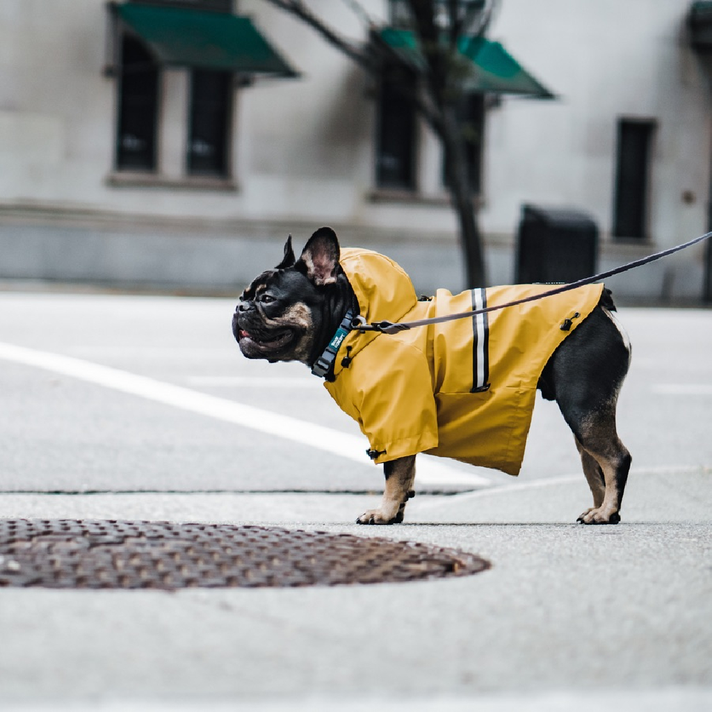 加拿大 Woof Concept Hurricane 狗狗雨衣 圖 4