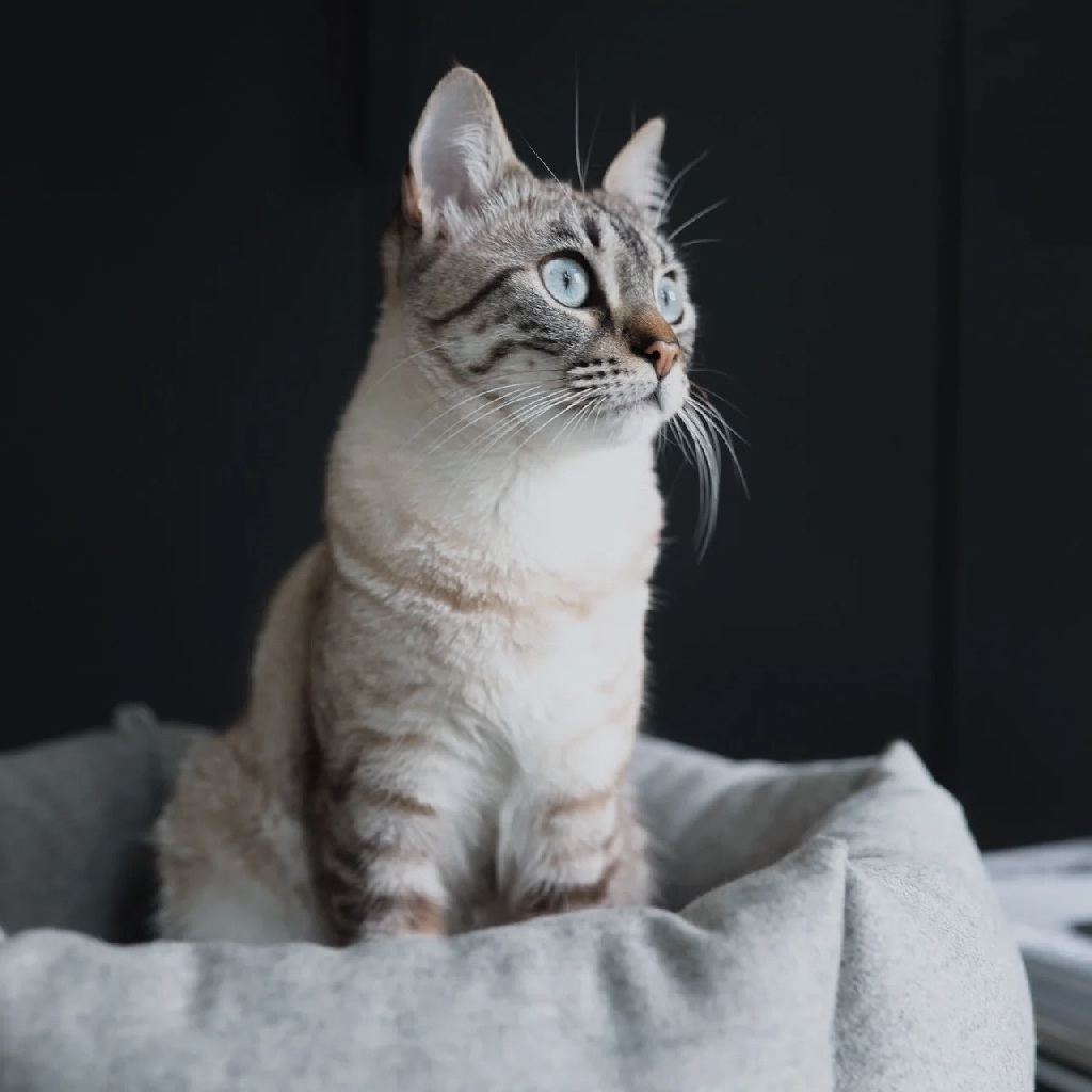德國 MiaCara Calma 六角形羊毛氈貓窩