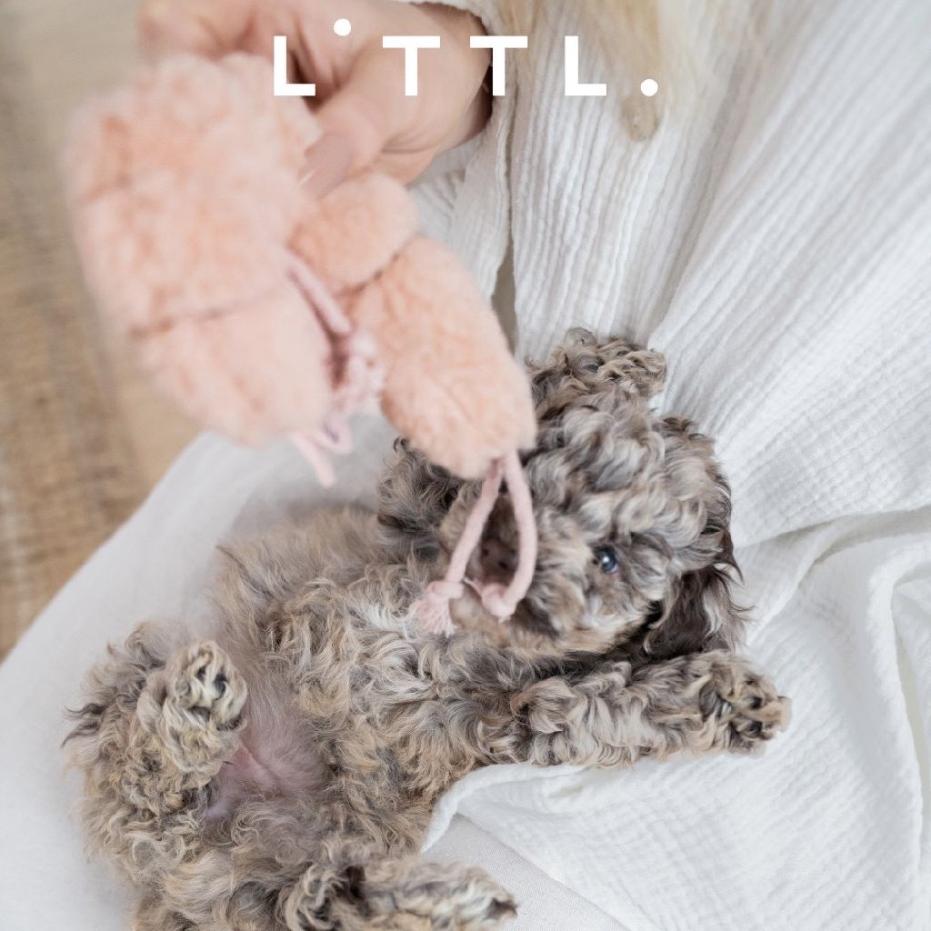 德國 Cloud7 LTTL 寵物玩具 — 蝦子 Susi 圖 5