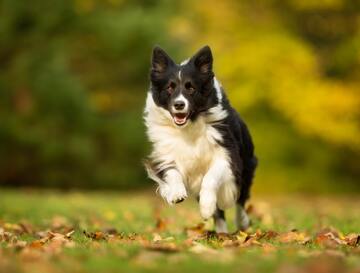 [島主怎麼說] 邊境牧羊犬智商有多高？輕鬆飼養指南