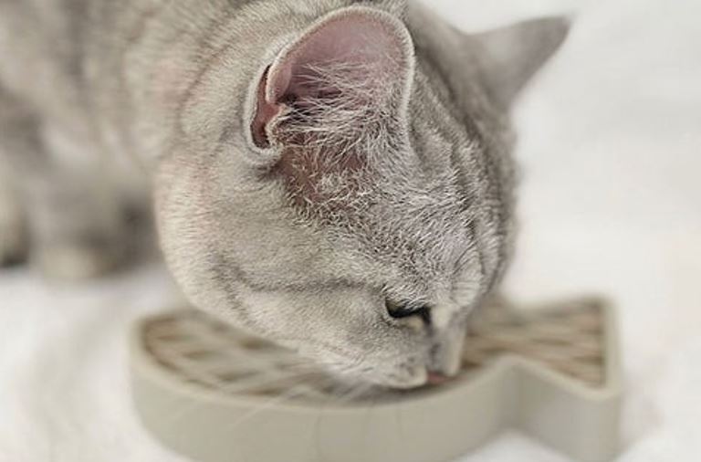 [島主怎麼說] 毛孩好喜歡舔舔舔～舔食為何可以舒緩情緒？