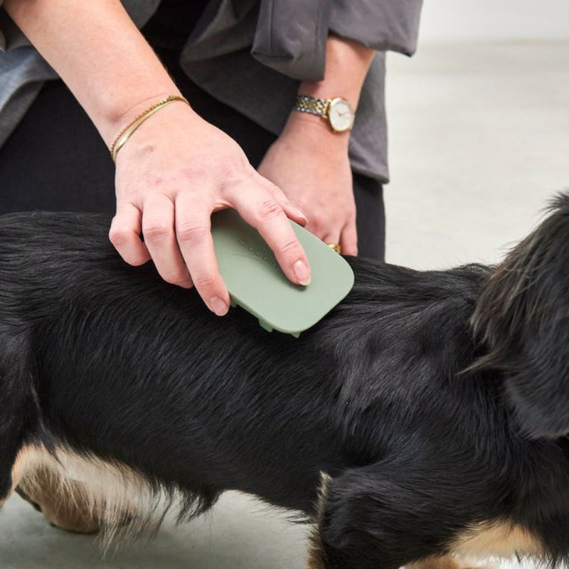 不同犬種狗狗洗澡全指南:小型犬、中型犬、大型犬與特殊毛孩的清潔技巧