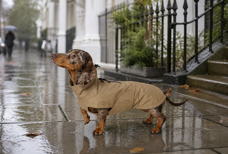 比例的辯證：給那些始終找不到完美雨衣的臘腸犬