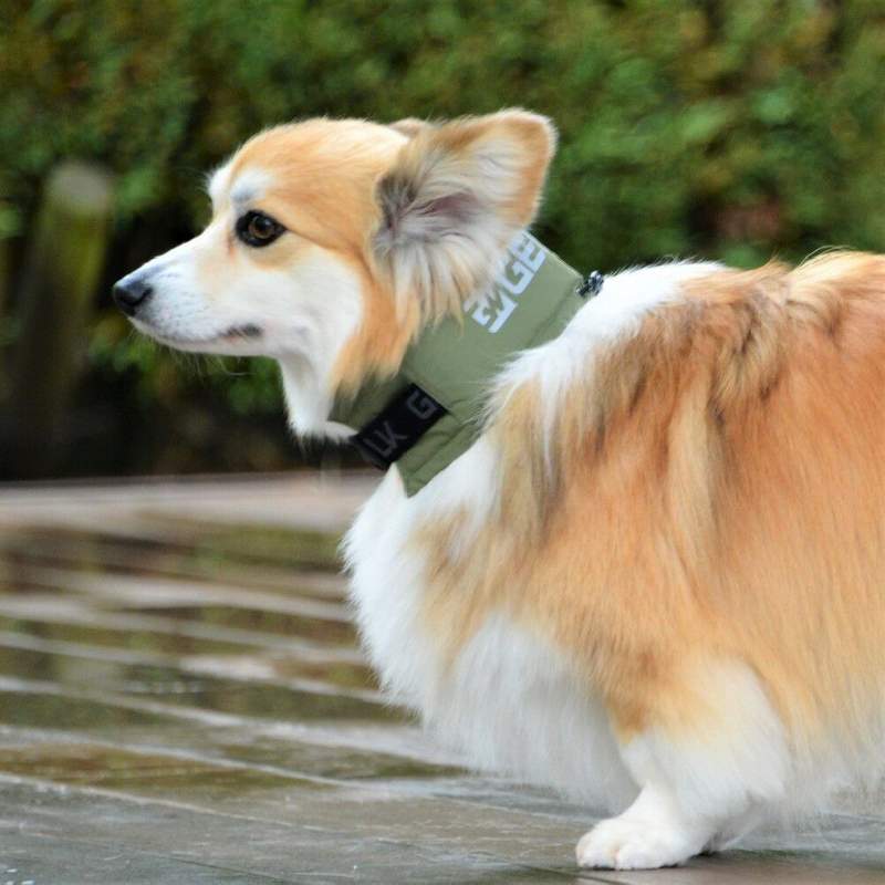 每逢高溫夏季,如何陪伴犬隻安全度過散步時光是許多飼主的課題