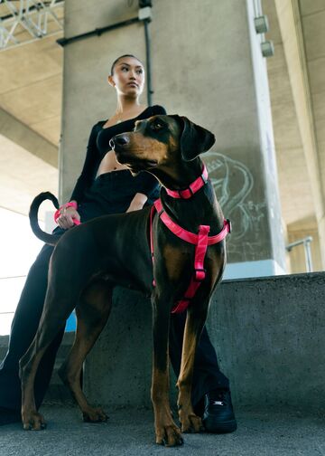 盛夏踏浪全攻略!帶毛孩勇闖台灣寵物友善海灘,加拿大 Woof Concept 防水胸背帶隨行出遊實測