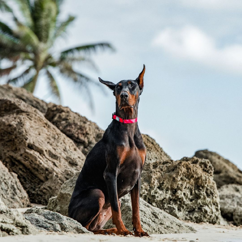 帶毛孩瘋海灘!加拿大 Woof Concept Cosmopolitan 防水戶外三件套開箱:無懼海水與沙灘的街頭機能裝備