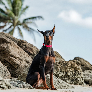 帶毛孩瘋海灘!加拿大 Woof Concept Cosmopolitan 防水戶外三件套開箱:無懼海水與沙灘的街頭機能裝備
