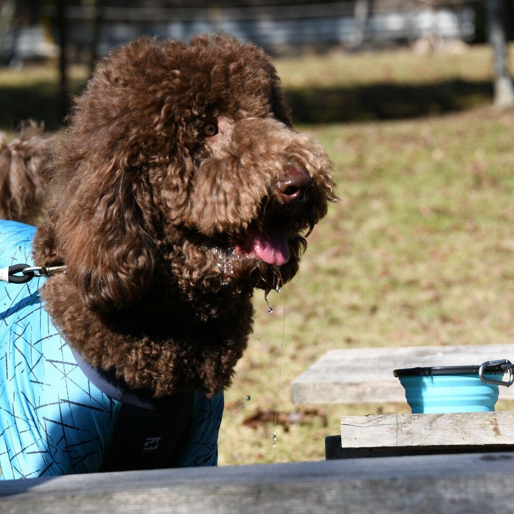 公園散步與露營補水情境