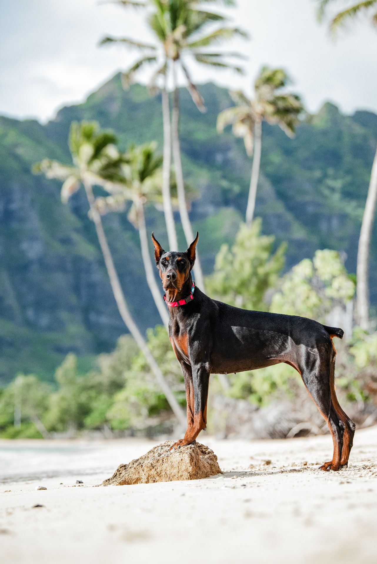 加拿大 Woof Concept 防水項圈塗層特寫