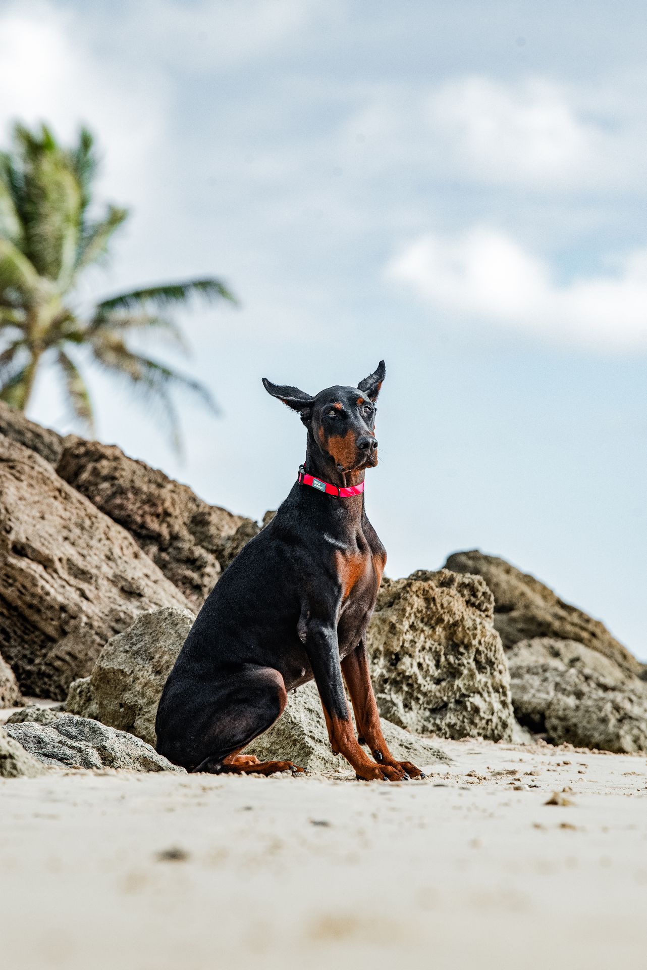 加拿大 Woof Concept Cosmopolitan 防水項圈 主視覺圖